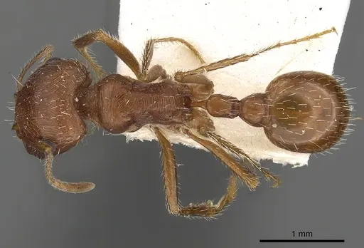 Pogonomyrmex magnacanthus specimen CASENT0900379 image casent0900379_1
