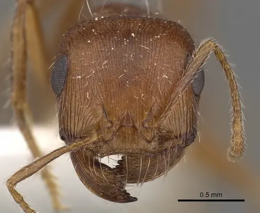 Pogonomyrmex magnacanthus specimen CASENT0900379 image casent0900379_2
