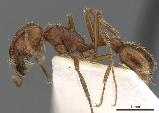 Pogonomyrmex magnacanthus specimen CASENT0900379 image casent0900379_3