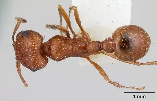 Pogonomyrmex magnacanthus specimen LACMENT164555 image lacment164555_1