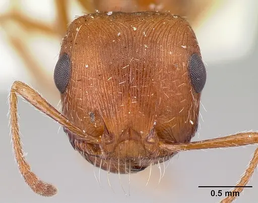 Pogonomyrmex magnacanthus specimen LACMENT164555 image lacment164555_2