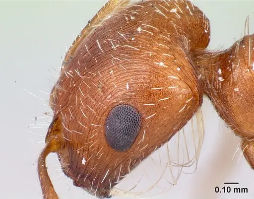 Pogonomyrmex magnacanthus specimen LACMENT164555 image lacment164555_3