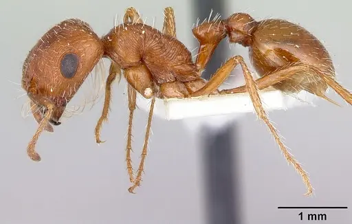 Pogonomyrmex magnacanthus specimen LACMENT164555 image lacment164555_4