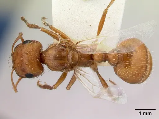 Pogonomyrmex magnacanthus specimen LACMENT268766 image lacment268766_1