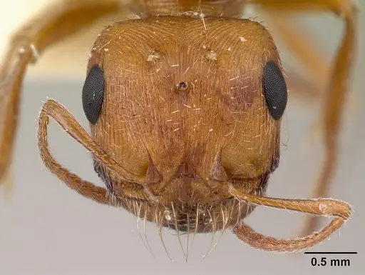 Pogonomyrmex magnacanthus specimen LACMENT268766 image lacment268766_2