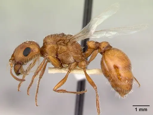 Pogonomyrmex magnacanthus specimen LACMENT268766 image lacment268766_3