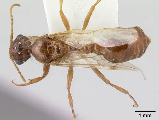 Pogonomyrmex magnacanthus specimen LACMENT268767 image lacment268767_1