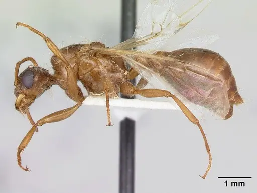 Pogonomyrmex magnacanthus specimen LACMENT268767 image lacment268767_3