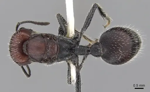 Pogonomyrmex mapuche specimen CASENT0280985 image casent0280985_1