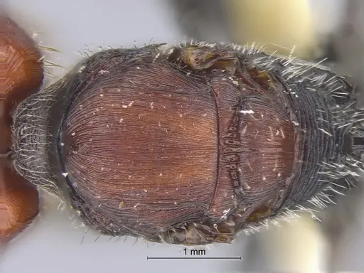 Pogonomyrmex mapuche specimen CASENT0280985 image casent0280985_2