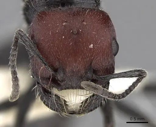 Pogonomyrmex mapuche specimen CASENT0280985 image casent0280985_3