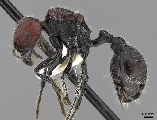 Pogonomyrmex mapuche specimen CASENT0280985 image casent0280985_4