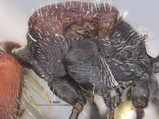 Pogonomyrmex mapuche specimen CASENT0280985 image casent0280985_5
