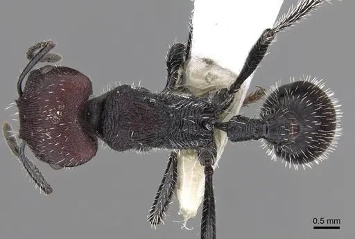 Pogonomyrmex mapuche specimen CASENT0280988 image casent0280988_1