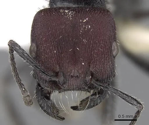 Pogonomyrmex mapuche specimen CASENT0280988 image casent0280988_2