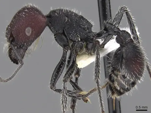 Pogonomyrmex mapuche specimen CASENT0280988 image casent0280988_3