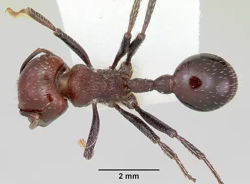 Pogonomyrmex marcusi specimen CASENT0103519 image casent0103519_1