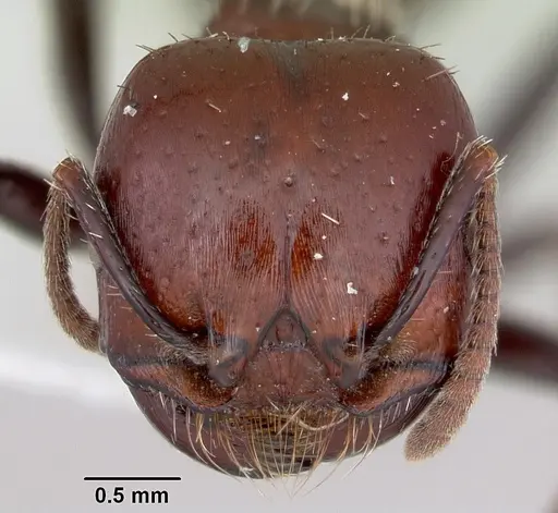 Pogonomyrmex marcusi specimen CASENT0103519 image casent0103519_2