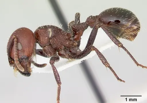Pogonomyrmex marcusi specimen CASENT0103519 image casent0103519_3