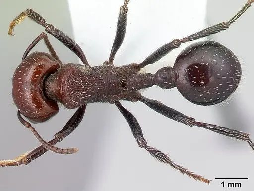 Pogonomyrmex marcusi specimen CASENT0217259 image casent0217259_1