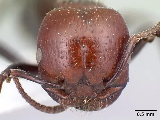 Pogonomyrmex marcusi specimen CASENT0217259 image casent0217259_2
