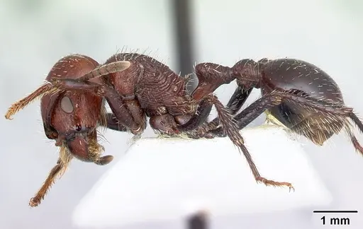Pogonomyrmex marcusi specimen CASENT0217259 image casent0217259_3