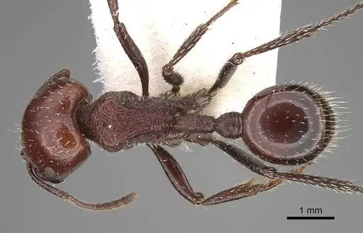 Pogonomyrmex marcusi specimen CASENT0914118 image casent0914118_1