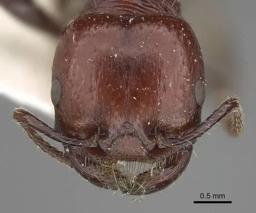 Pogonomyrmex marcusi specimen CASENT0914118 image casent0914118_2