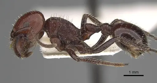 Pogonomyrmex marcusi specimen CASENT0914118 image casent0914118_3