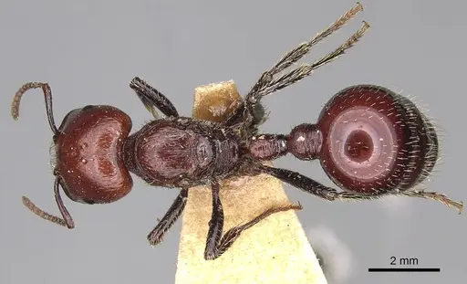 Pogonomyrmex marcusi specimen CASENT0914201 image casent0914201_1