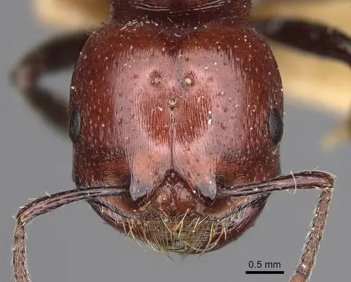 Pogonomyrmex marcusi specimen CASENT0914201 image casent0914201_2