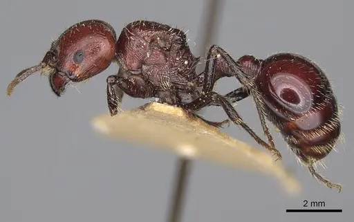 Pogonomyrmex marcusi specimen CASENT0914201 image casent0914201_3
