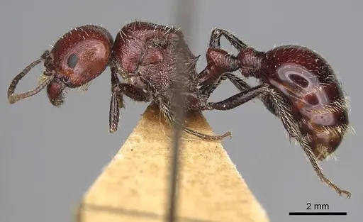 Pogonomyrmex marcusi specimen CASENT0914201 image casent0914201_4