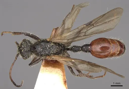 Pogonomyrmex marcusi specimen CASENT0914205 image casent0914205_1