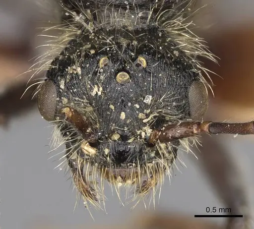 Pogonomyrmex marcusi specimen CASENT0914205 image casent0914205_2