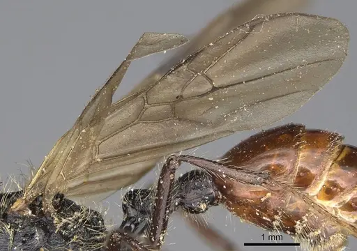 Pogonomyrmex marcusi specimen CASENT0914205 image casent0914205_4