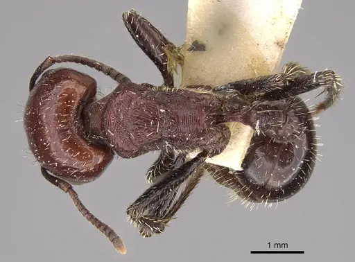 Pogonomyrmex marcusi specimen CASENT0914373 image casent0914373_1