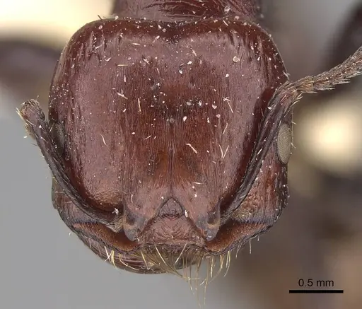 Pogonomyrmex marcusi specimen CASENT0914373 image casent0914373_2