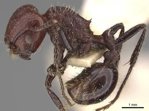 Pogonomyrmex marcusi specimen CASENT0914373 image casent0914373_3