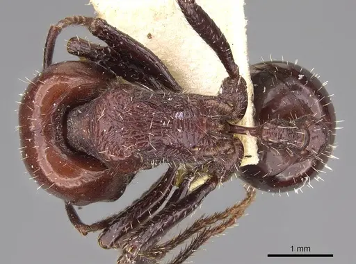 Pogonomyrmex marcusi specimen CASENT0914374 image casent0914374_1