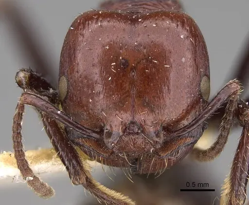 Pogonomyrmex marcusi specimen CASENT0914374 image casent0914374_2
