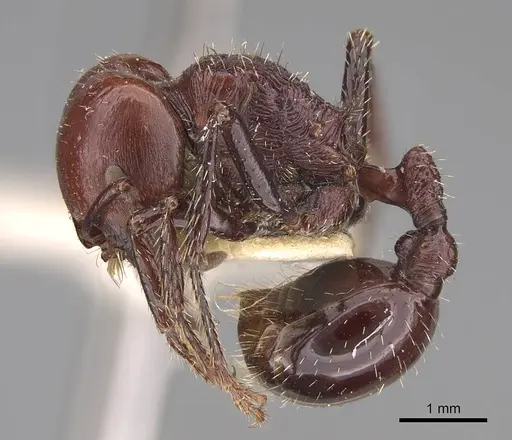Pogonomyrmex marcusi specimen CASENT0914374 image casent0914374_3