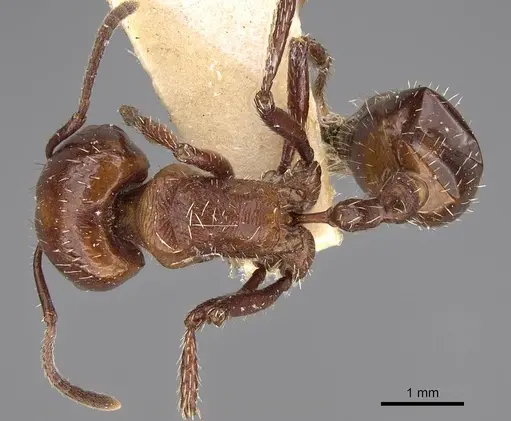 Pogonomyrmex marcusi specimen CASENT0914375 image casent0914375_1