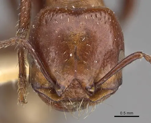 Pogonomyrmex marcusi specimen CASENT0914375 image casent0914375_2