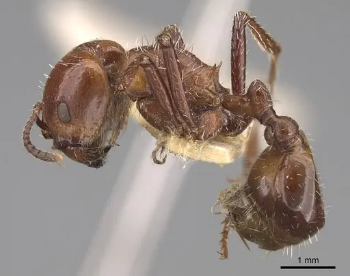 Pogonomyrmex marcusi specimen CASENT0914375 image casent0914375_3