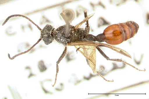 Pogonomyrmex marcusi specimen FOCOL0601 image focol0601_1