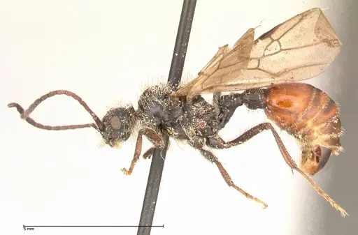 Pogonomyrmex marcusi specimen FOCOL0601 image focol0601_3