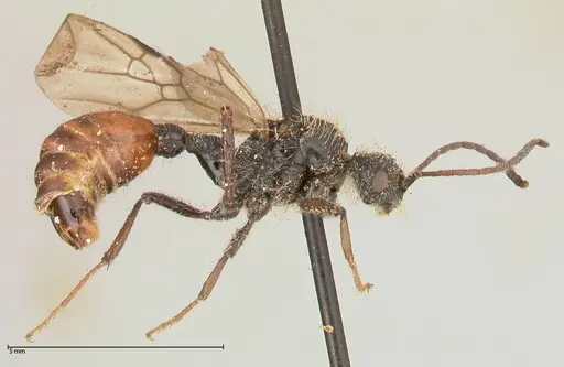 Pogonomyrmex marcusi specimen FOCOL0601 image focol0601_4