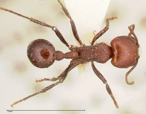 Pogonomyrmex marcusi specimen FOCOL0602-1 image focol0602-1_1