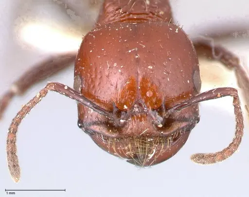 Pogonomyrmex marcusi specimen FOCOL0602-1 image focol0602-1_2